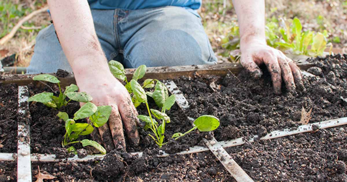 10 verrassende manieren tuinieren is een van de gezondste dingen die je kunt doen